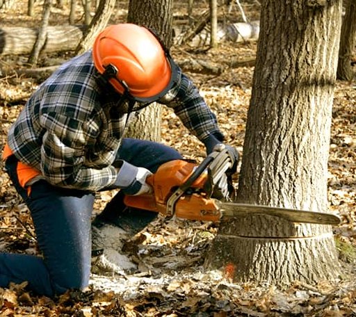 Tree Removal in Parthenon, AR